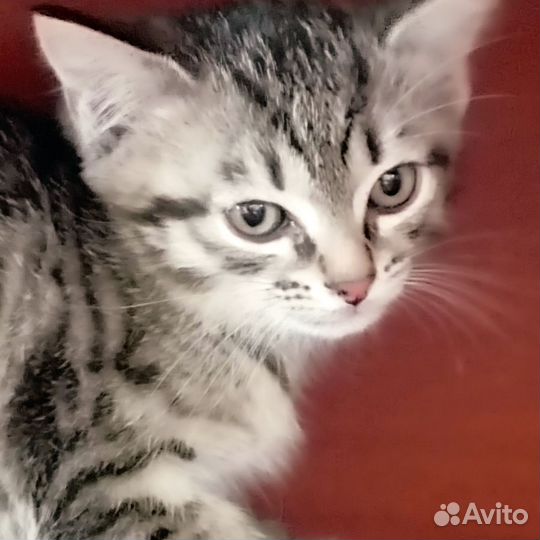 Кошки в добрые руки бесплатно