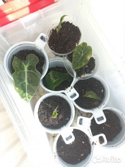 Алоказия полли