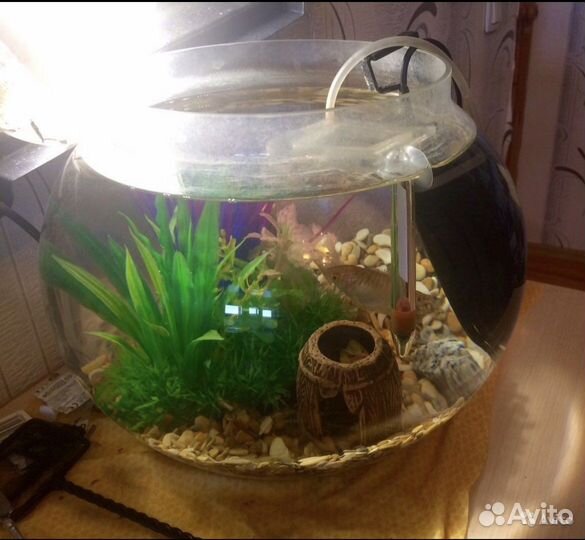 Аквариум шар
