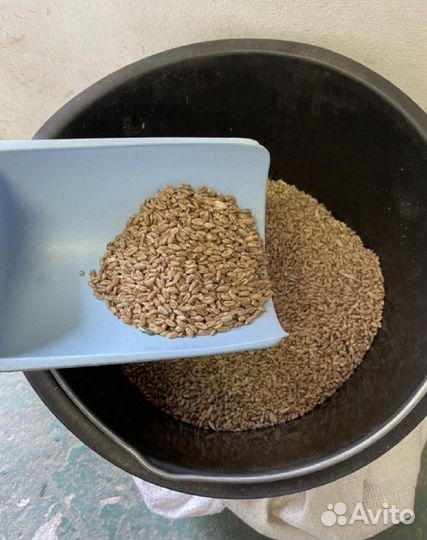 Зерно пшеница ячмень овес