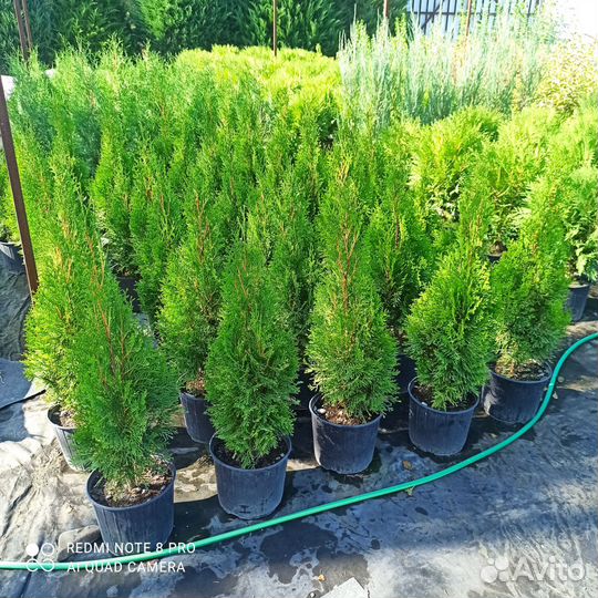 Саженцы хвойных и декоративных растений