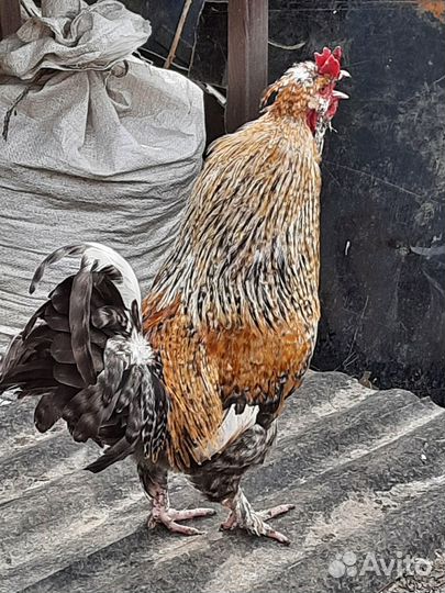 Молодые петухи
