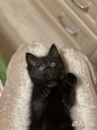 Кошка 1,5 месяца