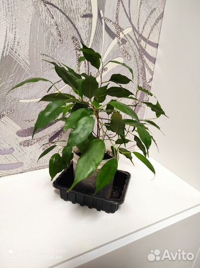 Фикус бенджамина