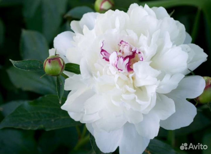 Пион Festiva Maxima