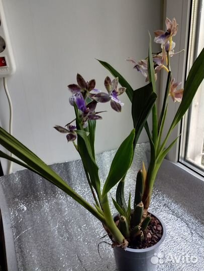 Зигопеталум, Голубой ангел