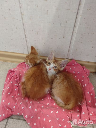 Кошки в добрые руки