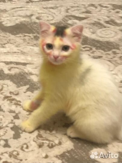 Кошки в добрые руки
