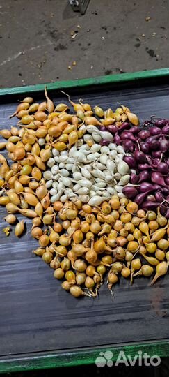 Лук севок оптом