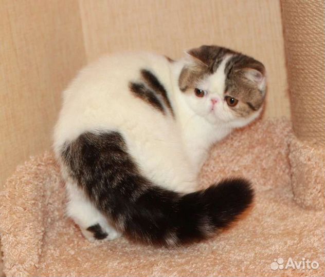 Экзотическая кошечка
