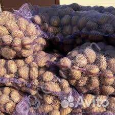 Семенной сортовой картофель