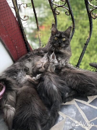Котята мейн кун