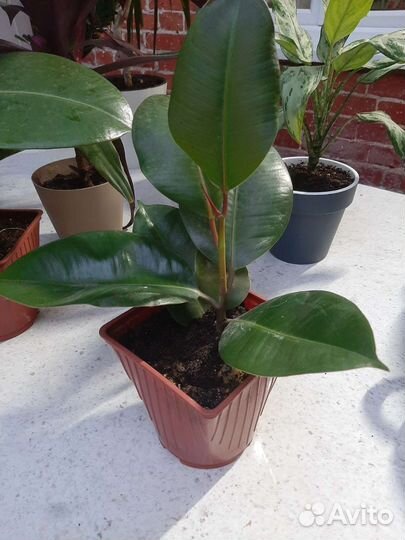 Пилея Кадье, Фикус и др