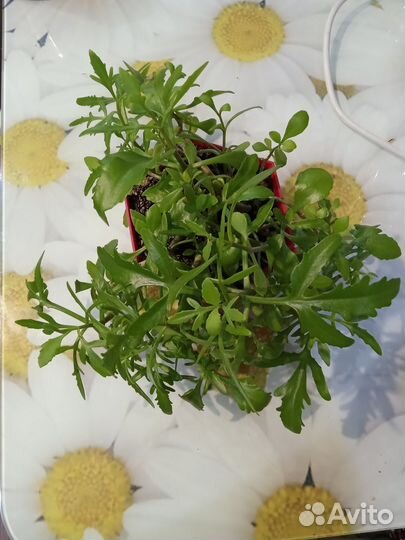 Каланхоэ оленьи рожки