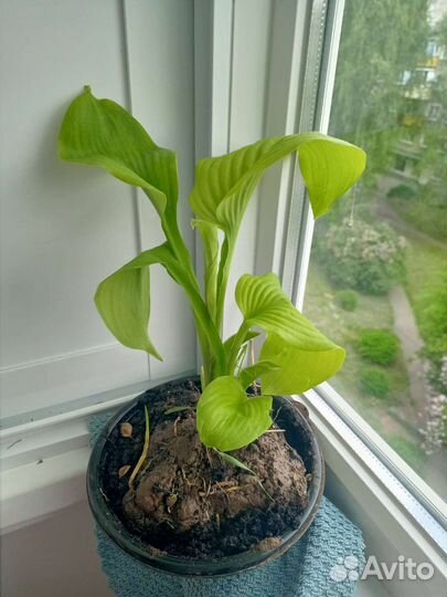 Хоста растение