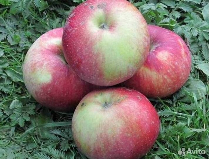 Саженцы яблони Антей