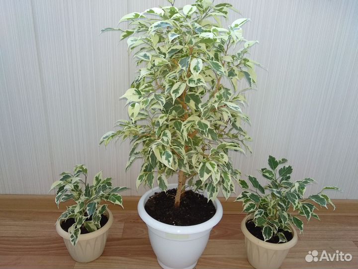 Фикус Бенджамина(сорт Старлайт)