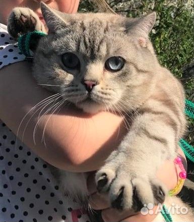 Шотландский кот на вязку