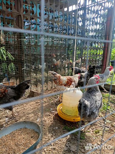 Молодые петухи