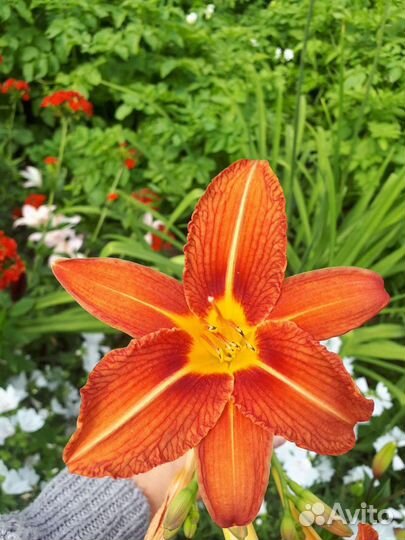 Лилии, лилейники, ирисы