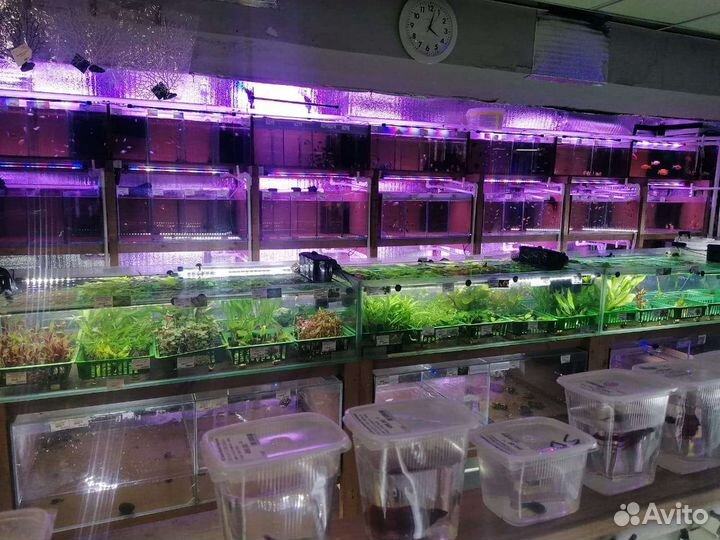 Аквариумные рыбки и растения ассортименте магазина