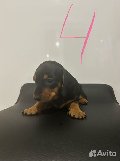 Щенки таксы