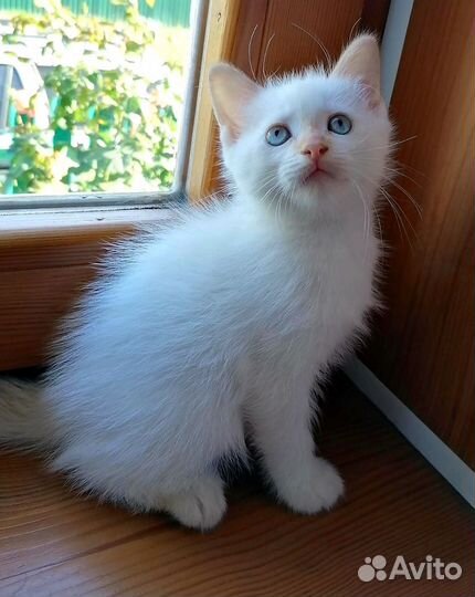 Котик 1,5 месяца