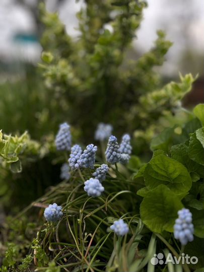 Почвопокровные растения, травы