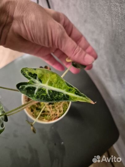 Алоказия бамбино вариегатная аурея