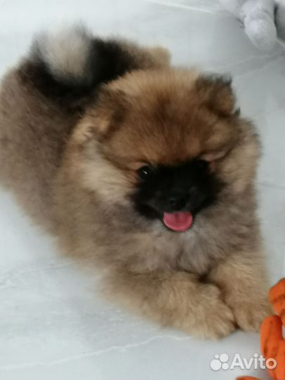 Собака Померанский шпиц