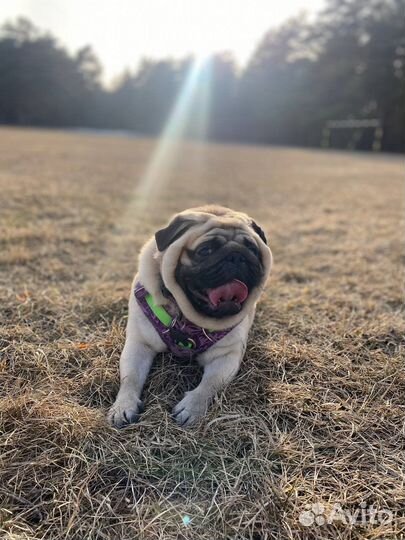 Вязка мопс мальчик