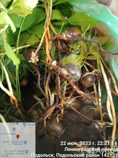 Дуб красный. Саженцы. Сеянцы