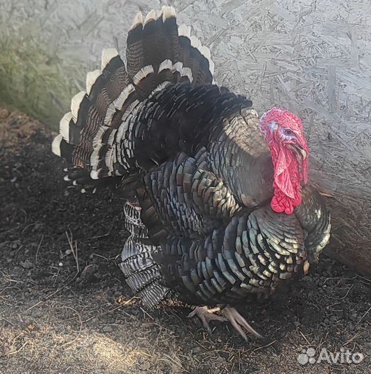 Яйца Индюков и уток