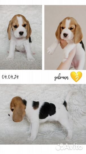 Щенки бигля