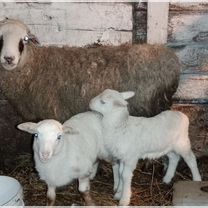 Сельхоз животные