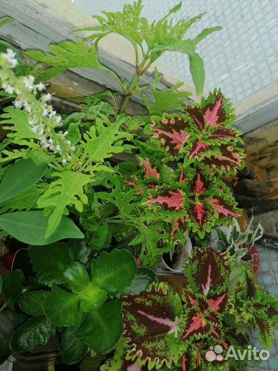 Комнатные растения