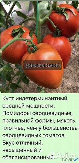 Рассада помидор
