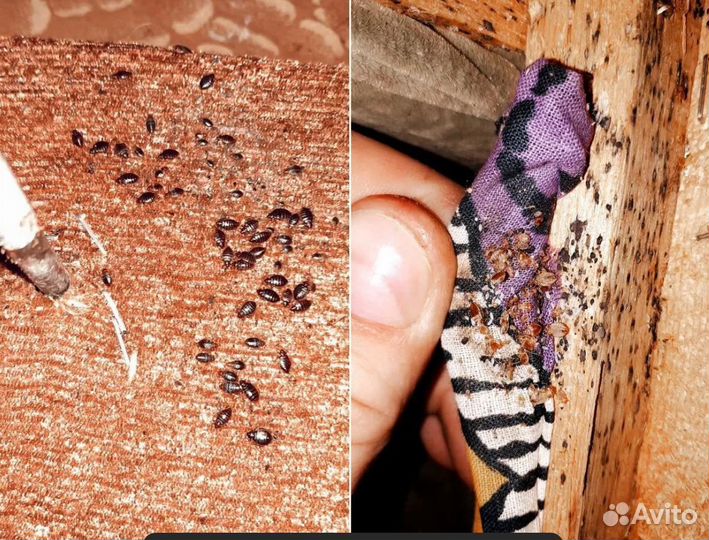 Травление клопов, Уничтожение тараканов, клещей