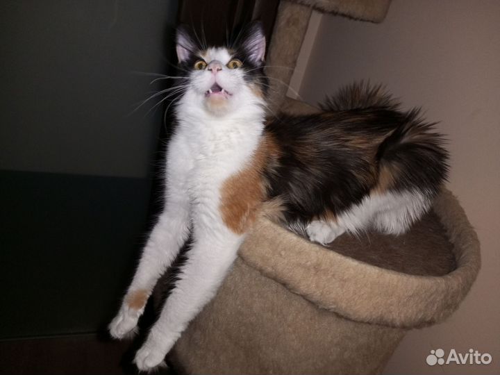 Котята мейн-кун