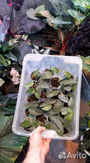 Монстера Silver Leaf