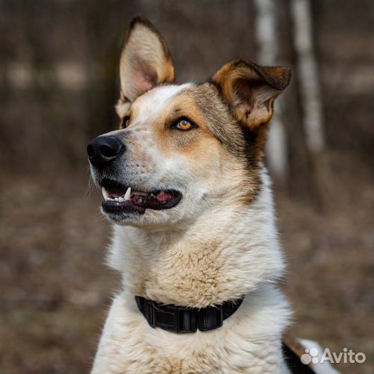 Красивый пес из приюта ищет дом, в добрые руки