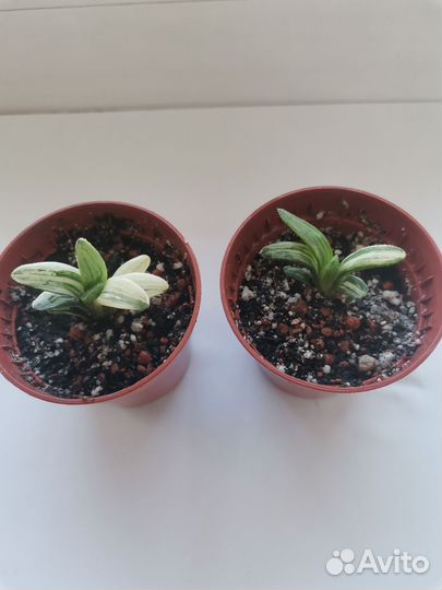 Haworthia retusa variegata