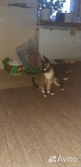 От сиамской кошки бесплатно