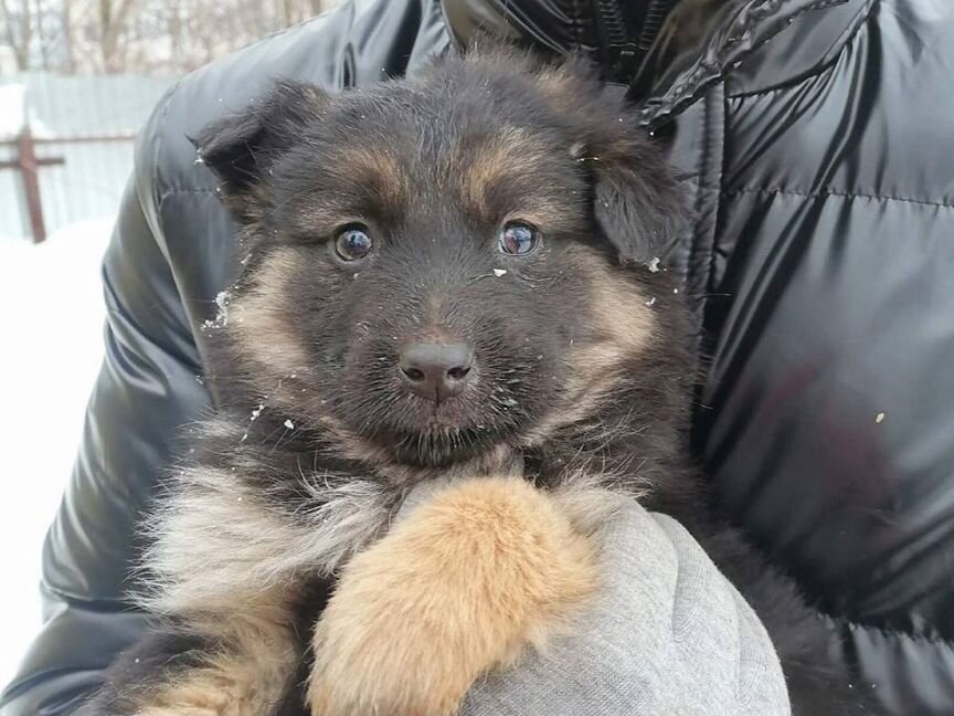 Щенки бесплатно в добрые руки