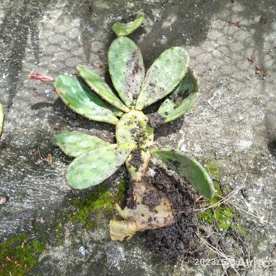 Кактус цветущий. Опунция. Зимует без укрытия