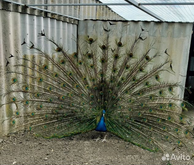 Павлины продажа