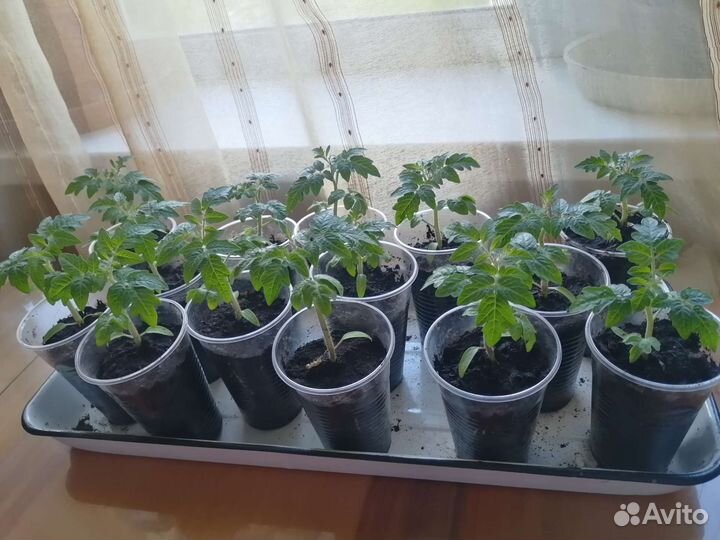 Рассада помидоров