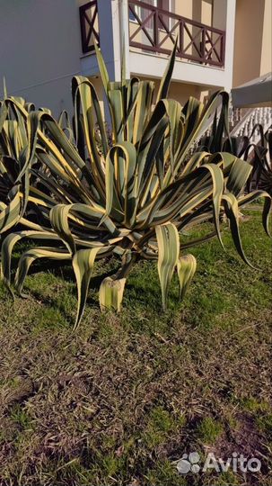 Пальма веерная