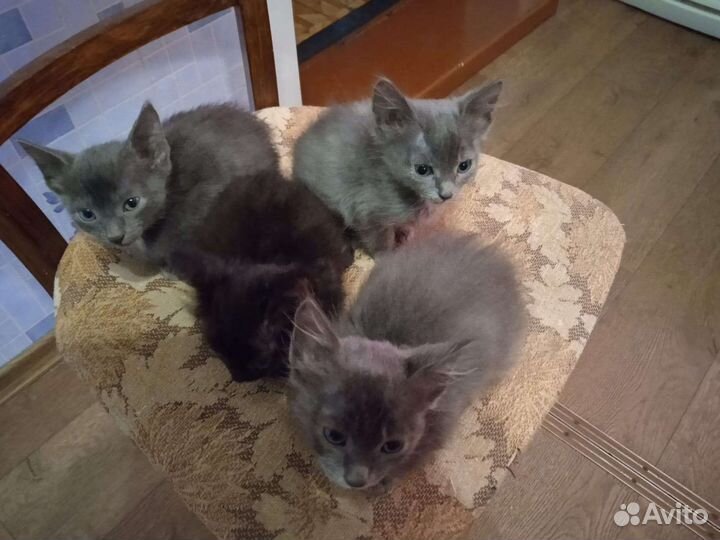 Котята в добрые руки бесплатно