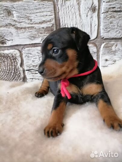 Продам щенков цвергпинчера